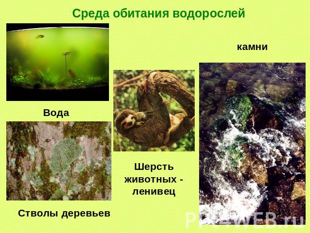 Среда обитания водорослей Вода камни Шерсть животных - ленивец Стволы деревьев
