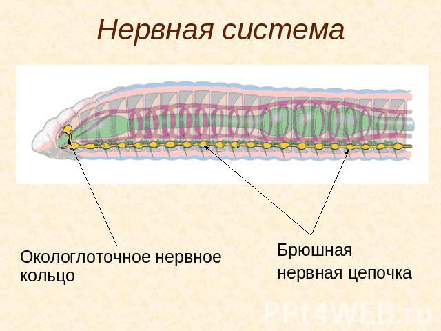 Нервная система Окологлоточное нервное кольцо Брюшная нервная цепочка