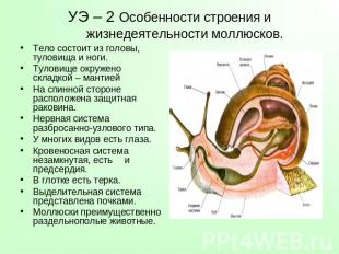 УЭ – 2 Особенности строения и жизнедеятельности моллюсков. Тело состоит из голов