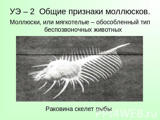 УЭ – 2 Общие признаки моллюсков. Моллюски, или мягкотелые – обособленный тип беспозвоночных животных Раковина скелет рыбы