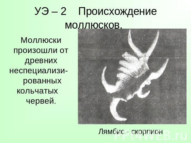 УЭ – 2 Происхождение моллюсков. Моллюски произошли от древних неспециализи- рованных кольчатых червей. Лямбис - скорпион