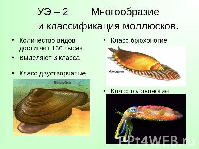 УЭ – 2 Многообразие и классификация моллюсков. Количество видов достигает 130 тысяч Выделяют 3 класса Класс двустворчатые Класс брюхоногие Класс головоногие
