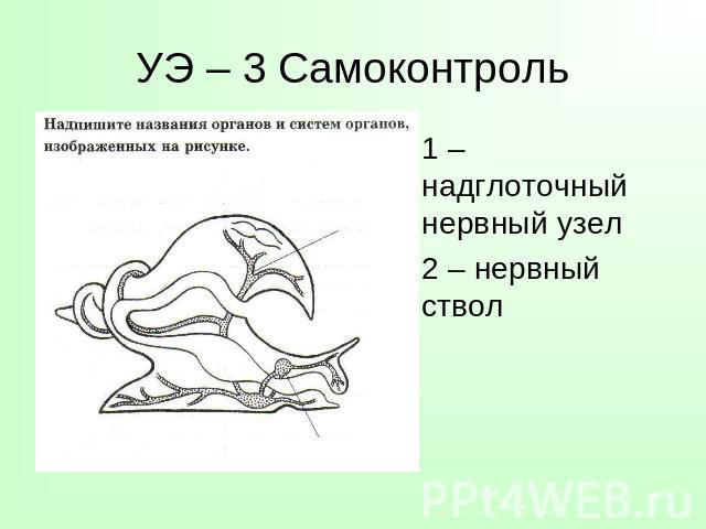 УЭ – 3 Самоконтроль 1 – надглоточный нервный узел 2 – нервный ствол