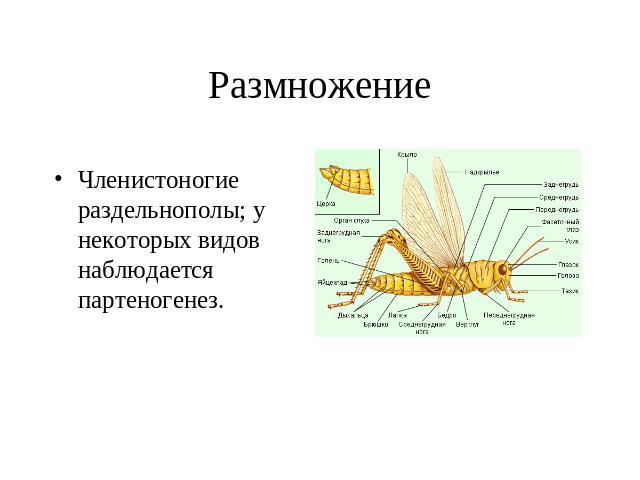 Размножение Членистоногие раздельнополы; у некоторых видов наблюдается партеногенез.