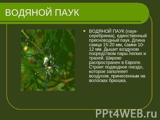 ВОДЯНОЙ ПАУК ВОДЯНОЙ ПАУК (паук-серебрянка), единственный пресноводный паук. Длина самца 15-20 мм, самки 10-12 мм. Дышит воздухом посредством пары легких и трахей. Широко распространен в Европе. Строит подводное гнездо, которое заполняет воздухом, п…