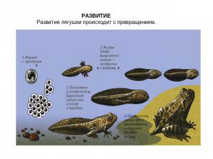РАЗВИТИЕ Развитие лягушки происходит с превращением.  
