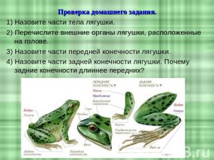 Проверка домашнего задания. 1) Назовите части тела лягушки. 2) Перечислите внешн