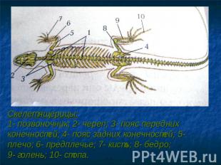 Скелет ящерицы: 1- позвоночник; 2- череп; 3- пояс передних конечностей; 4- пояс