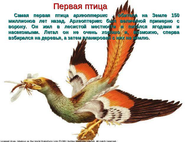 Первая птица Самая первая птица археоптерикс , обитала на Земле 150 миллионов лет назад. Археоптерикс был величиной примерно с ворону. Он жил в лесистой местности и питался ягодами и насекомыми. Летал он не очень хорошо и, возможно, сперва взбирался…