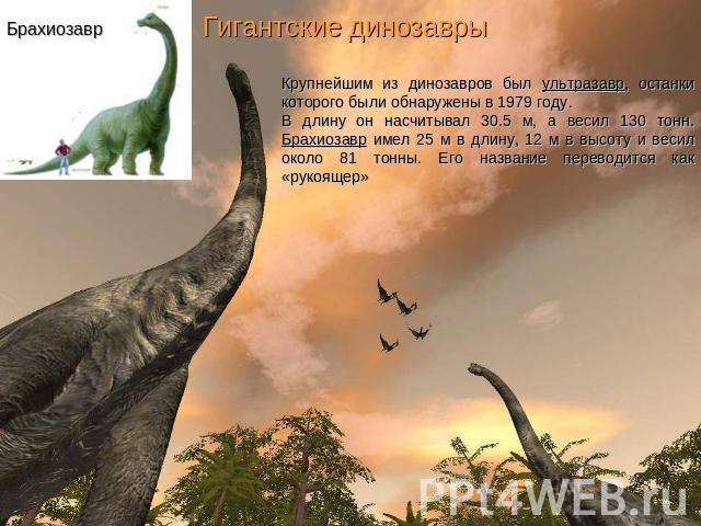 Гигантские динозавры Крупнейшим из динозавров был ультразавр, останки которого были обнаружены в 1979 году. В длину он насчитывал 30.5 м, а весил 130 тонн. Брахиозавр имел 25 м в длину, 12 м в высоту и весил около 81 тонны. Его название переводится …