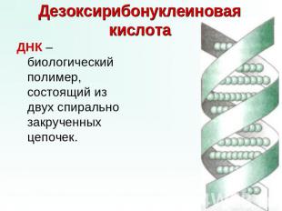 Дезоксирибонуклеиновая кислота ДНК –биологический полимер, состоящий из двух спи