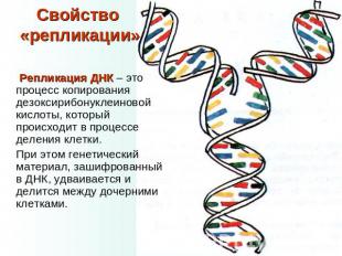 Свойство «репликации» Репликация ДНК – это процесс копирования дезоксирибонуклеи