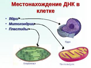 Местонахождение ДНК в клетке Ядро Митохондрии Пластиды Ядро Хлоропласт Митохондр
