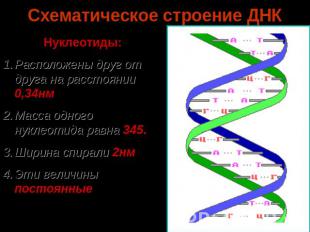 Схематическое строение ДНК Нуклеотиды: Расположены друг от друга на расстоянии 0