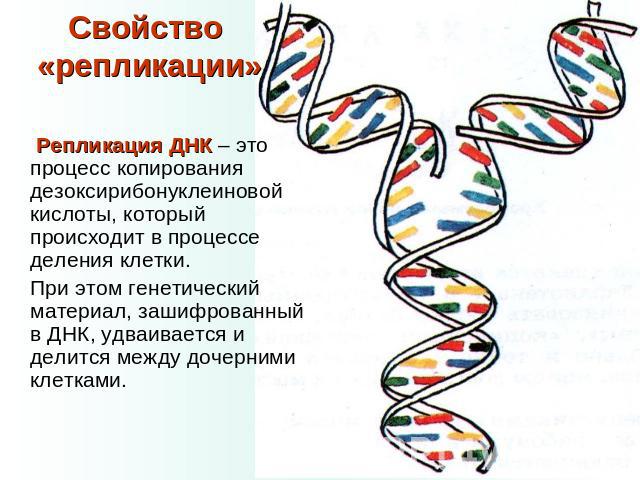 Свойство «репликации» Репликация ДНК – это процесс копирования дезоксирибонуклеиновой кислоты, который происходит в процессе деления клетки. При этом генетический материал, зашифрованный в ДНК, удваивается и делится между дочерними клетками.