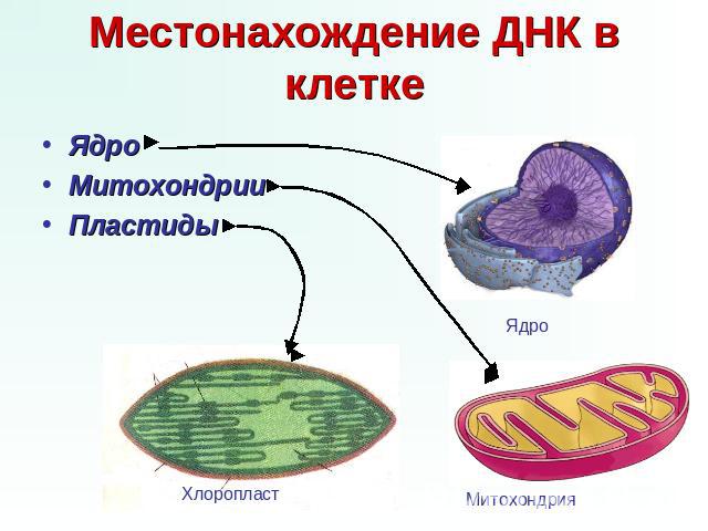 Местонахождение ДНК в клетке Ядро Митохондрии Пластиды Ядро Хлоропласт Митохондрия