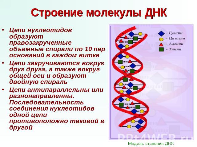 Строение молекулы ДНК Цепи нуклеотидов образуют правозакрученные объемные спирали по 10 пар оснований в каждом витке Цепи закручиваются вокруг друг друга, а также вокруг общей оси и образуют двойную спираль Цепи антипараллельны или разнонаправленны.…