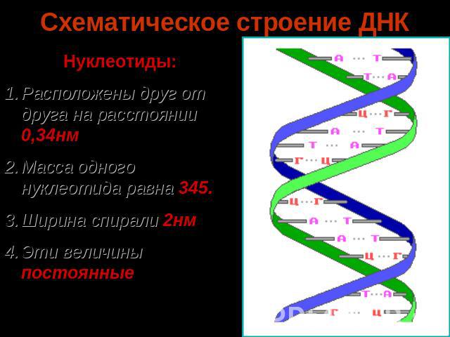 Схематическое строение ДНК Нуклеотиды: Расположены друг от друга на расстоянии 0,34нм Масса одного нуклеотида равна 345. Ширина спирали 2нм Эти величины постоянные