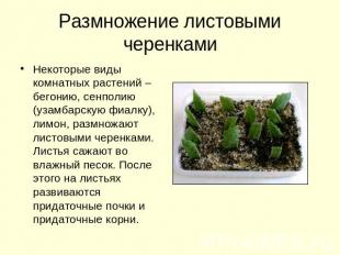 Размножение листовыми черенками Некоторые виды комнатных растений – бегонию, сен