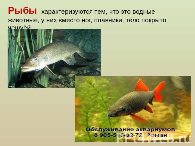 Рыбы характеризуются тем, что это водные животные, у них вместо ног, плавники, тело покрыто чешуёй.