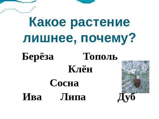 Какое растение лишнее, почему? Берёза Тополь Клён Сосна Ива Липа Дуб