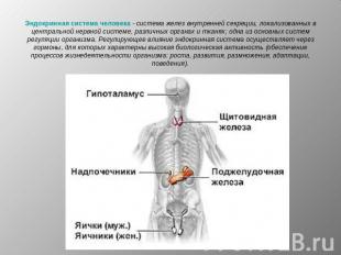 Эндокринная система человека - система желез внутренней секреции, локализованных