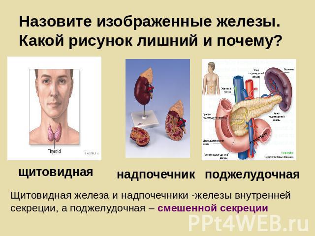 Назовите изображенные железы. Какой рисунок лишний и почему? Щитовидная железа и надпочечники -железы внутренней секреции, а поджелудочная – смешенной секреции щитовидная надпочечник поджелудочная