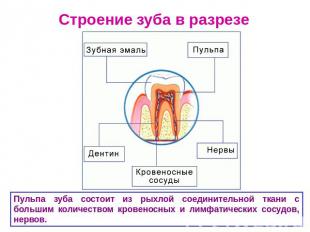 Строение зуба в разрезе Пульпа зуба состоит из рыхлой соединительной ткани с бол