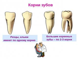 Корни зубов Резцы, клыки имеют по одному корню Большие коренные зубы – по 2-3 ко