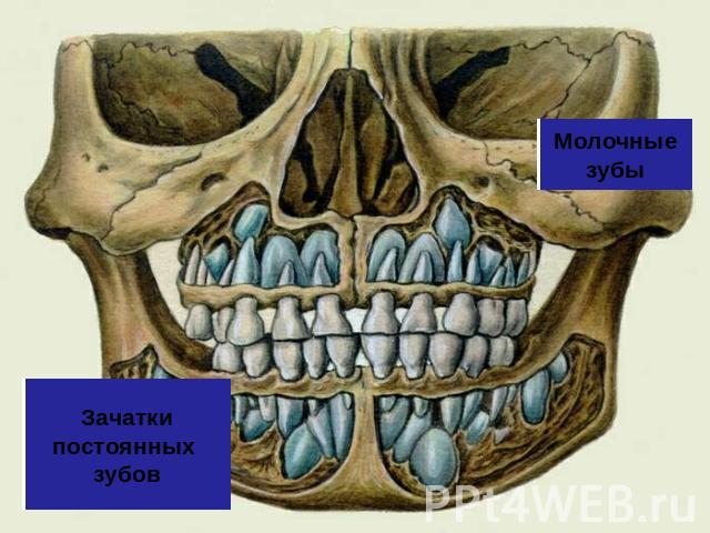 Молочные зубы Зачатки постоянных зубов