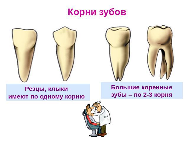 Корни зубов Резцы, клыки имеют по одному корню Большие коренные зубы – по 2-3 корня