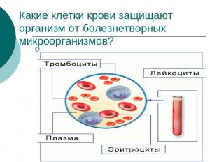 . .Какие клетки крови защищают организм от болезнетворных микроорганизмов?