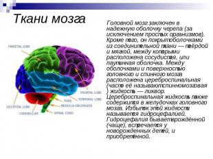 Ткани мозга Головной мозг заключен в надежную оболочку черепа (за исключением пр