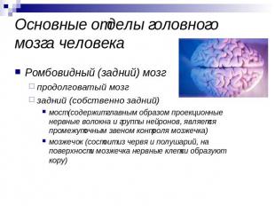 Основные отделы головного мозга человека Ромбовидный (задний) мозг продолговатый
