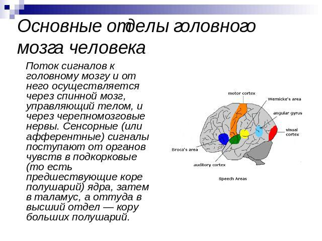 Основные отделы головного мозга человека Поток сигналов к головному мозгу и от него осуществляется через спинной мозг, управляющий телом, и через черепномозговые нервы. Сенсорные (или афферентные) сигналы поступают от органов чувств в подкорковые (т…