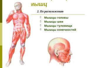 Классификация мышц 2. По расположению Мышцы головы Мышцы шеи Мышцы туловища Мышц