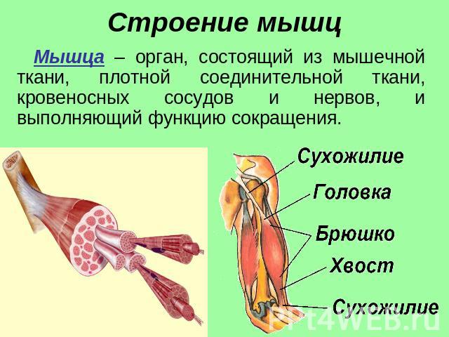 Строение мышц Мышца – орган, состоящий из мышечной ткани, плотной соединительной ткани, кровеносных сосудов и нервов, и выполняющий функцию сокращения.
