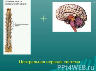 Центральная нервная система