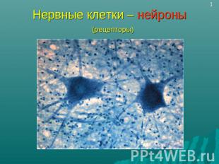 Нервные клетки – нейроны (рецепторы)