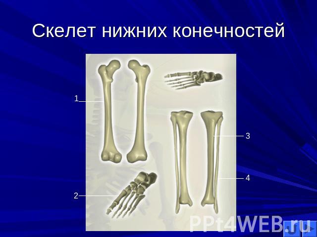 Скелет нижних конечностей