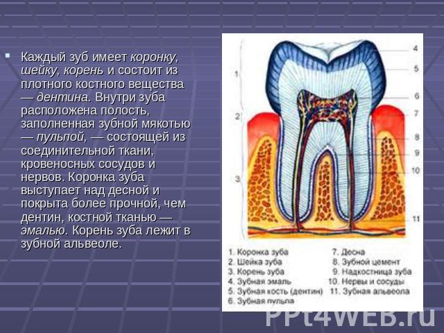 Каждый зуб имеет коронку, шейку, корень и состоит из плотного костного вещества — дентина. Внутри зуба расположена полость, заполненная зубной мякотью — пульпой, — состоящей из соединительной ткани, кровеносных сосудов и нервов. Коронка зуба выступа…