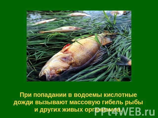 При попадании в водоемы кислотные дожди вызывают массовую гибель рыбы и других живых организмов.