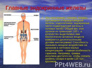 Главные эндокринные железы Это гипоталамус, гипофиз, эпифиз, щитовидная и паращи