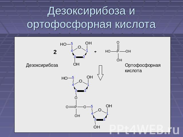 Дезоксирибоза и ортофосфорная кислота