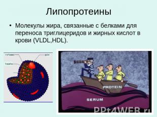 Липопротеины Молекулы жира, связанные с белками для переноса триглицеридов и жир