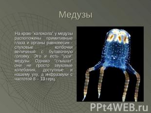 Медузы На краю "колокола" у медузы расположены примитивные глаза и органы равнов