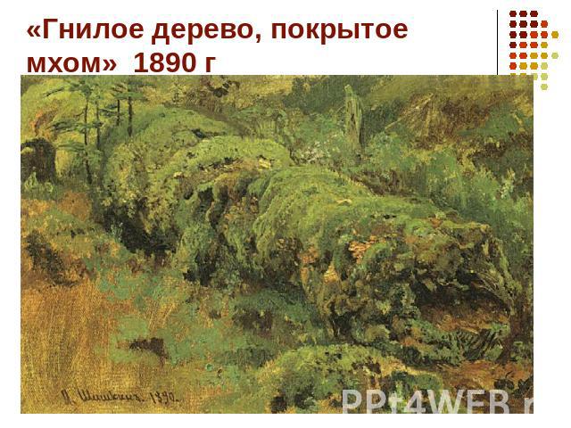 «Гнилое дерево, покрытое мхом» 1890 г