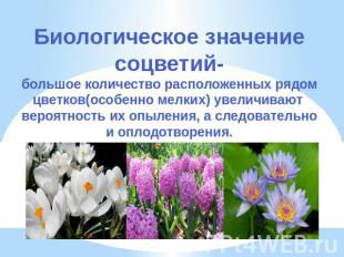 Биологическое значение соцветий- большое количество расположенных рядом цветков(