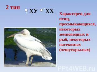 2 тип ХУ ХХ Характерен для птиц, пресмыкающихся, некоторых земноводных и рыб, не