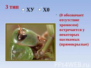 3 тип ХУ Х0 (0 обозначает отсутствие хромосом) встречается у некоторых насекомых